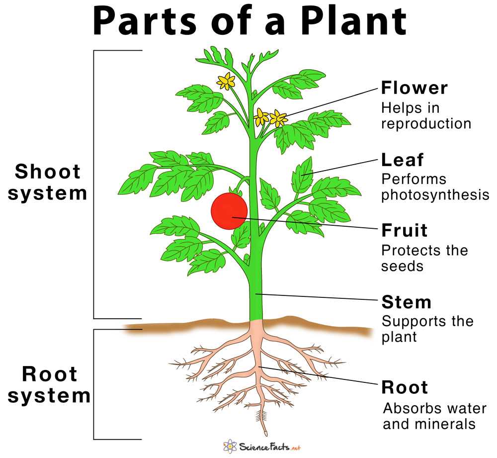 diagram of parts of a seed