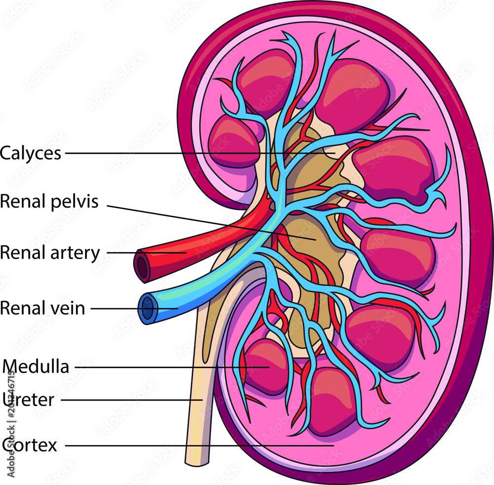 parts of the kidney diagram