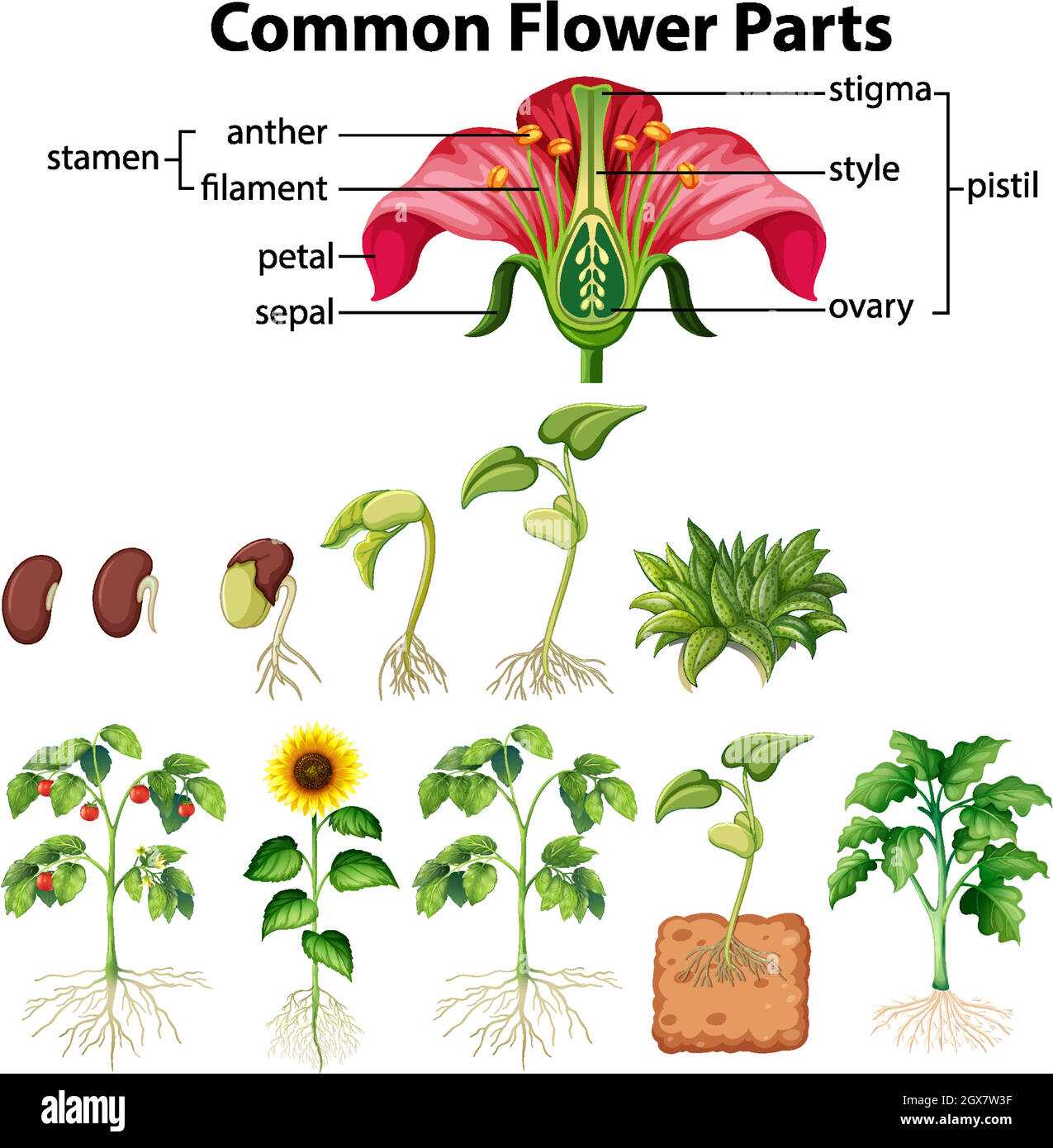 parts of a tulip diagram