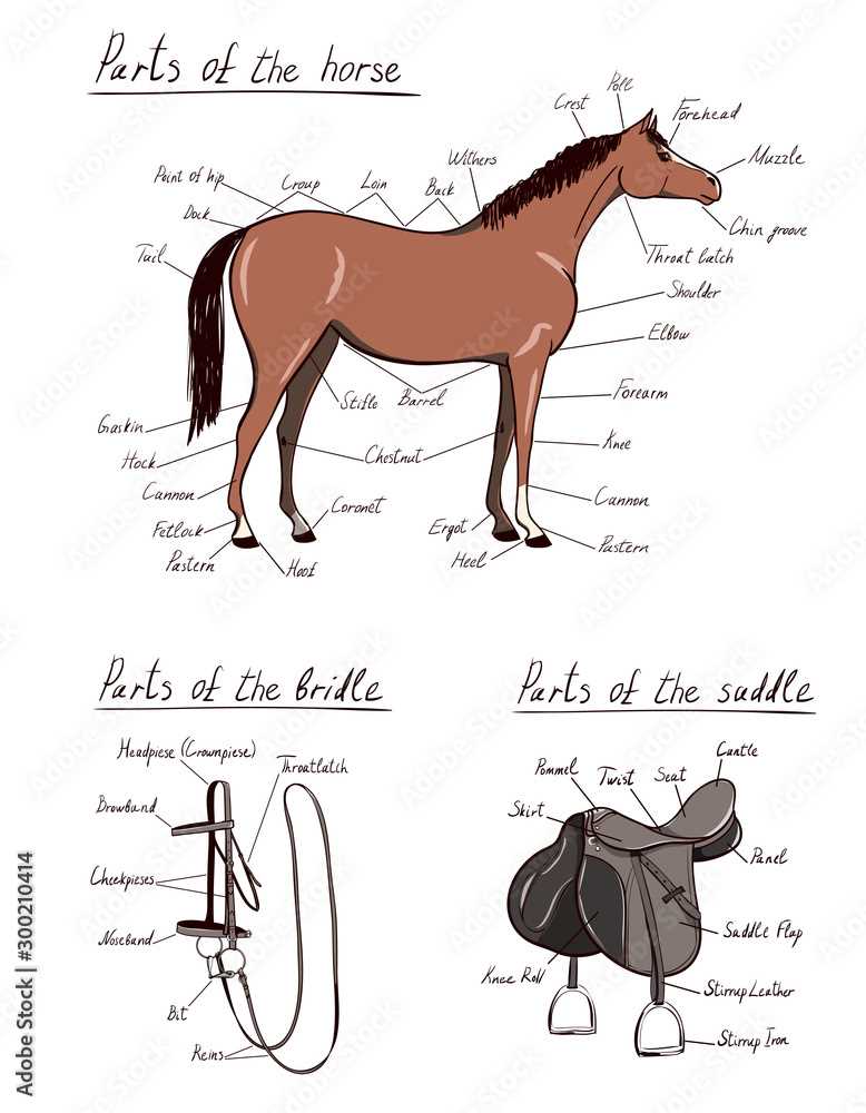 horse bridle parts diagram