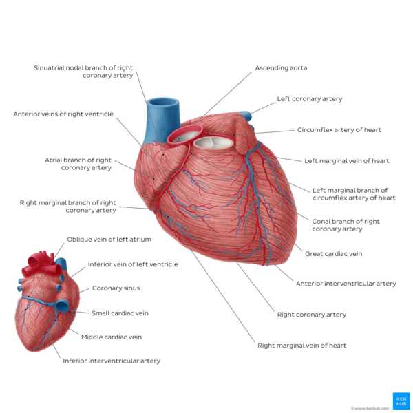 parts of the heart diagram quiz