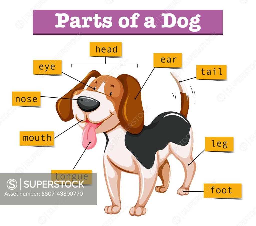 dog ear parts diagram