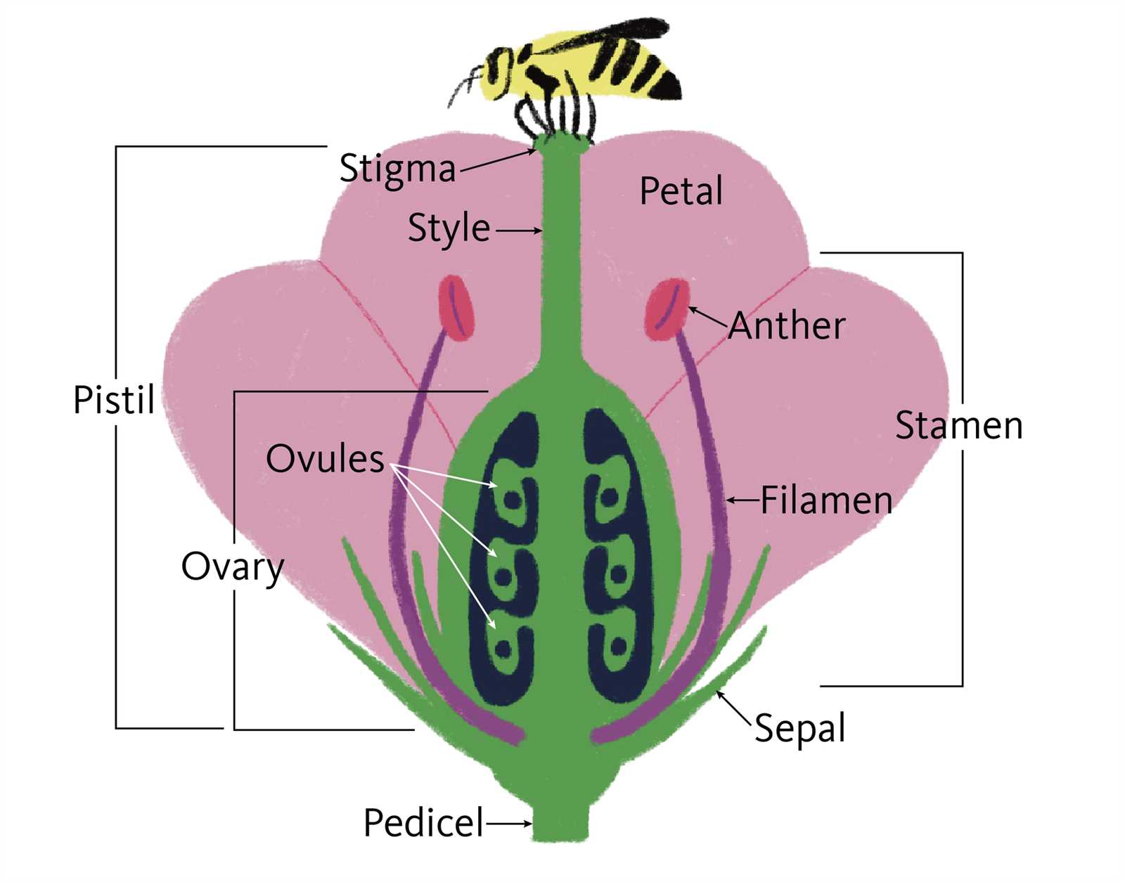 diagram of flower parts labeled