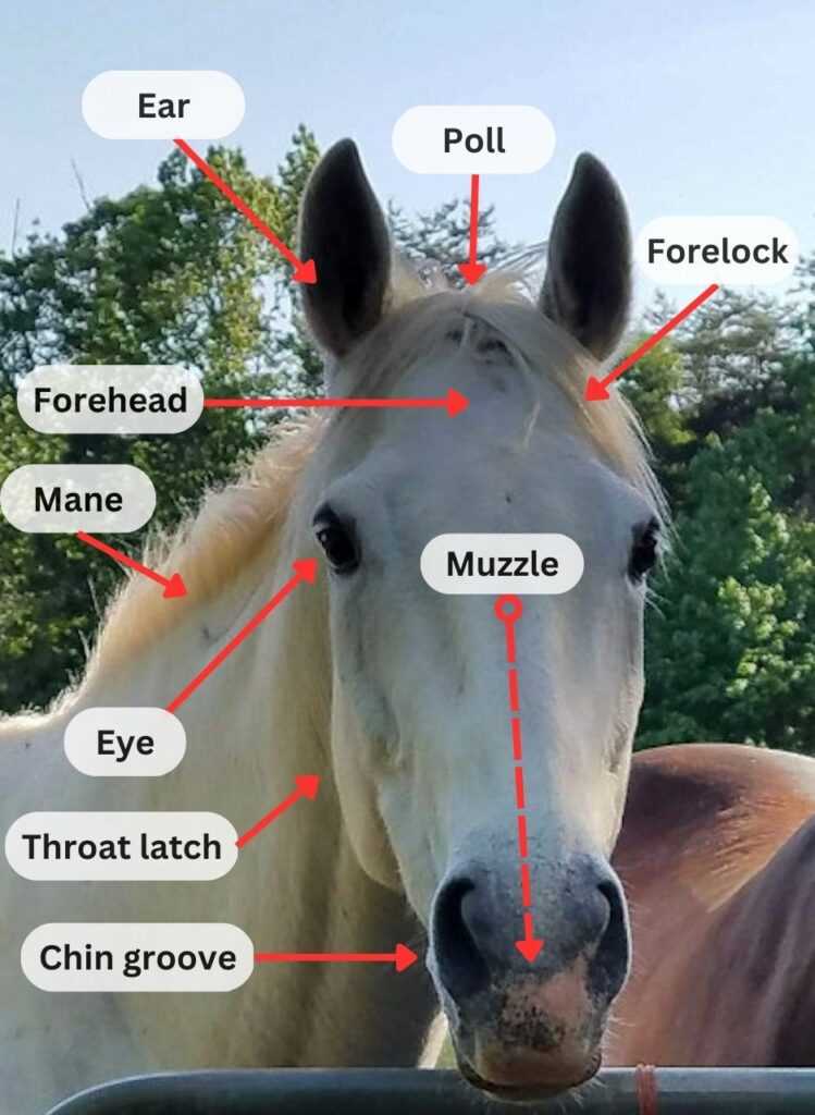 horse body parts diagram