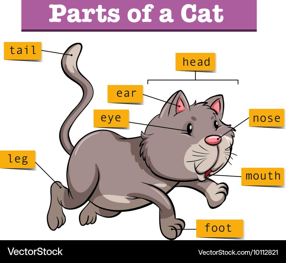 cat parts diagrams