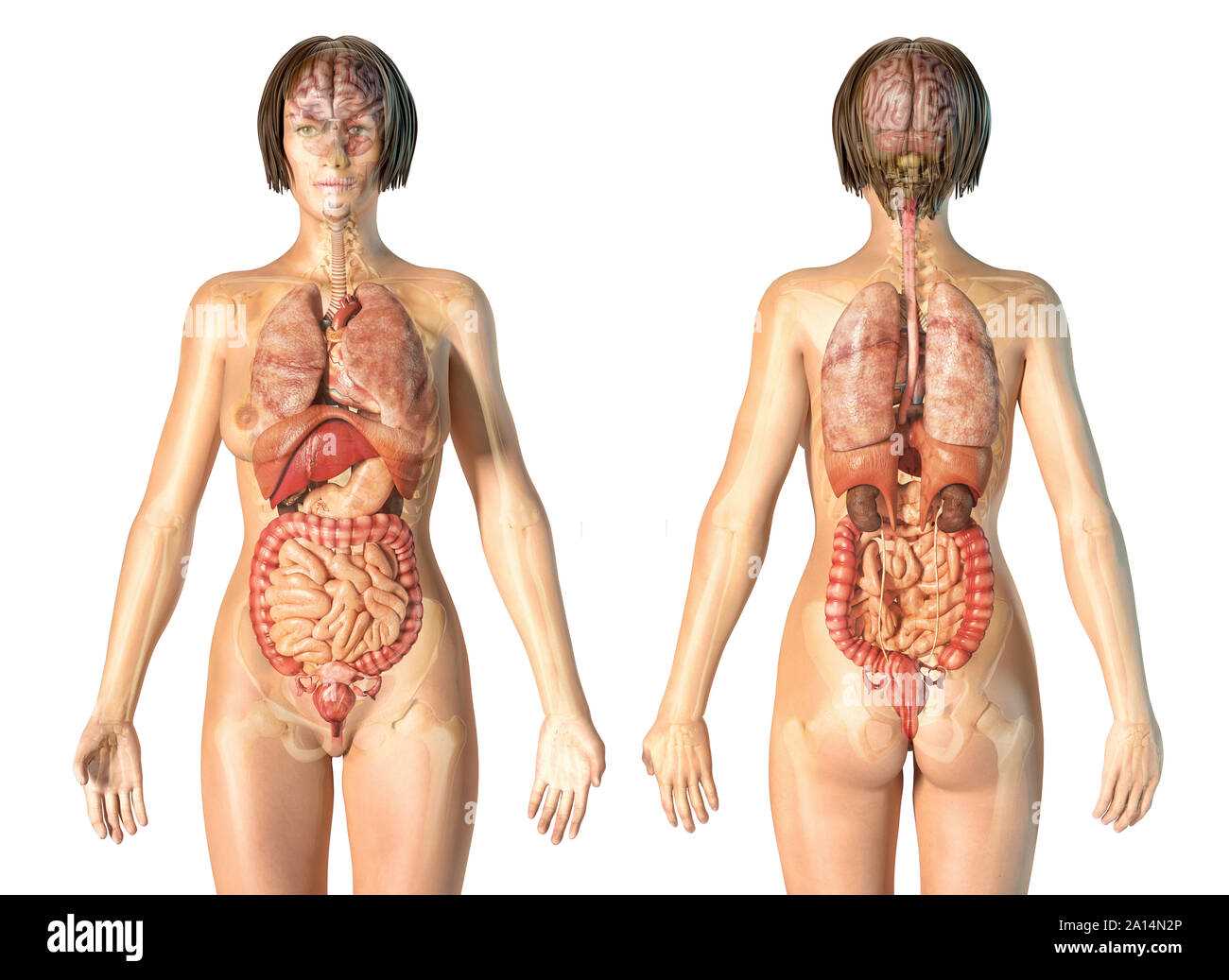 womens body parts diagram