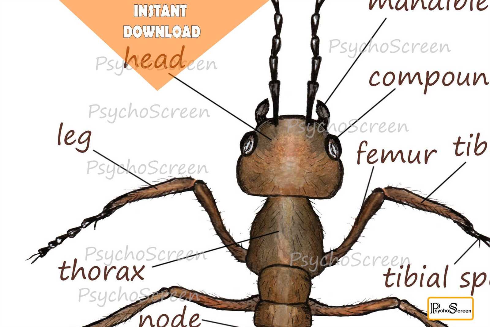 ant body parts diagram