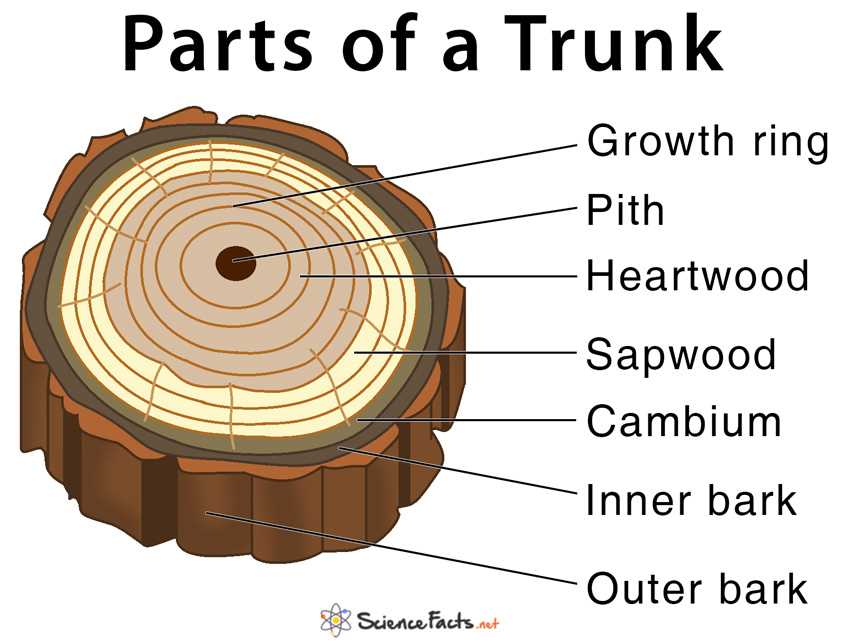 tree diagram parts