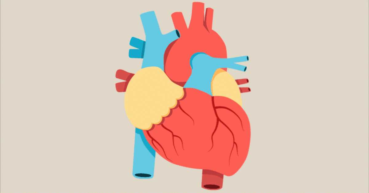 parts of the heart simple diagram