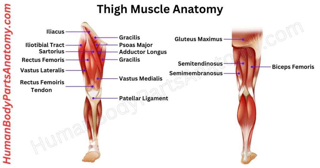 parts of leg diagram