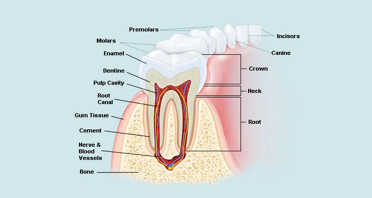 parts of tooth diagram