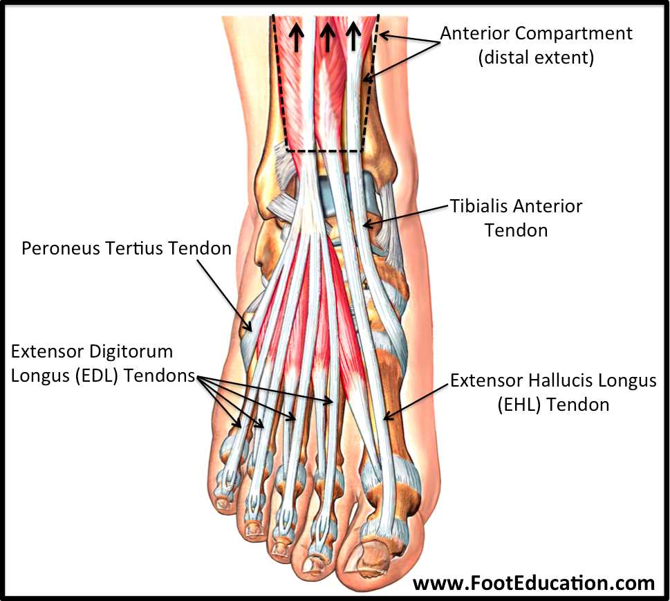 ankle parts diagram