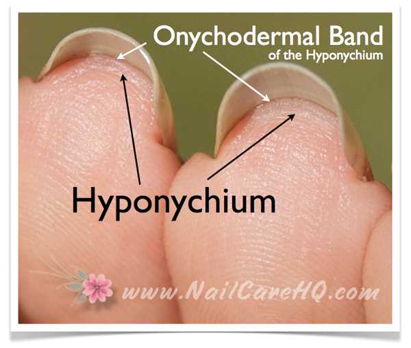 parts of a fingernail diagram