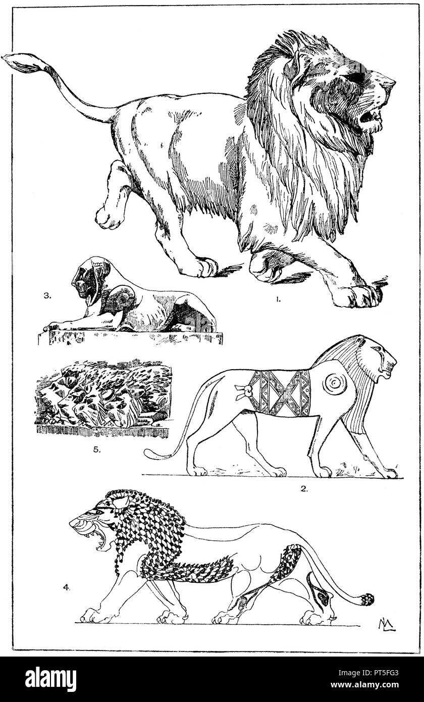 lion body parts diagram