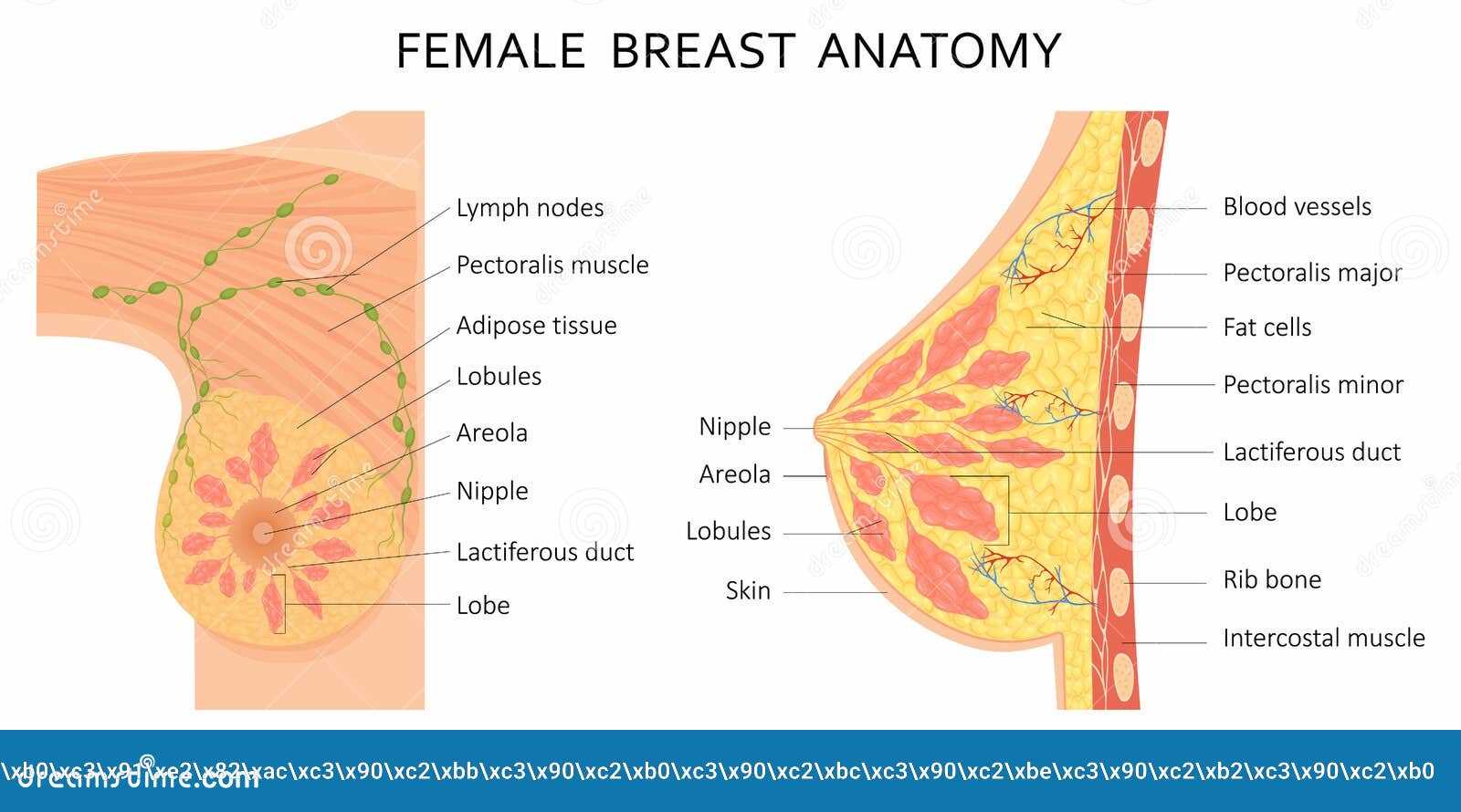 parts of the breast diagram