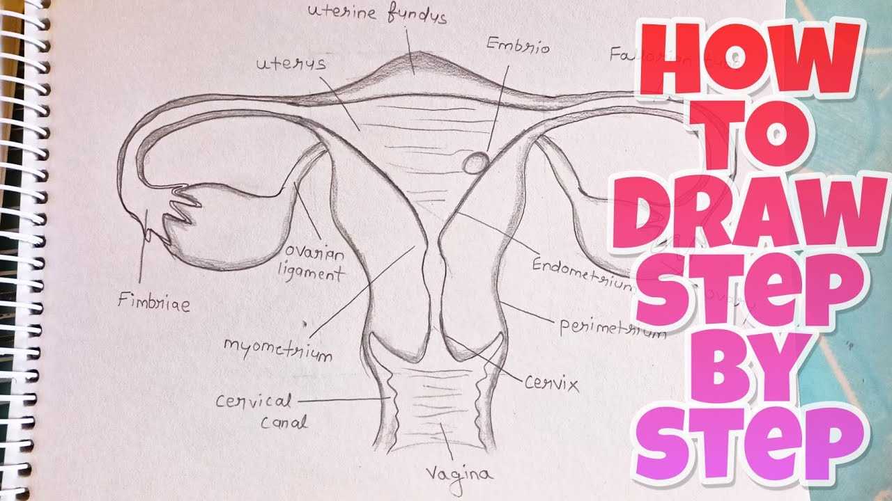 lady parts diagram