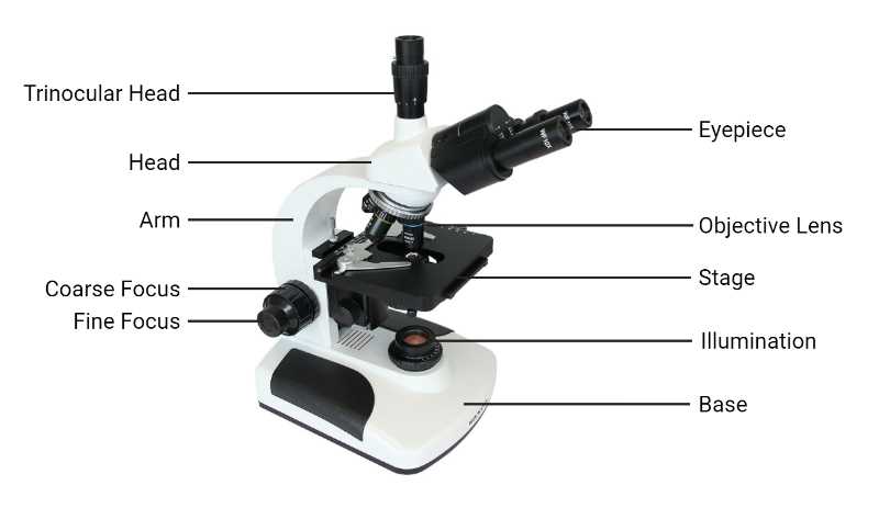 parts of a microscope diagram labeled