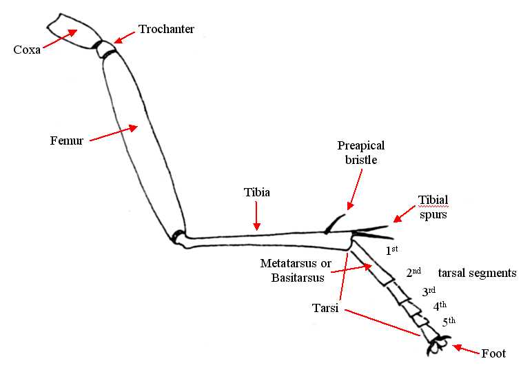 leg parts diagram