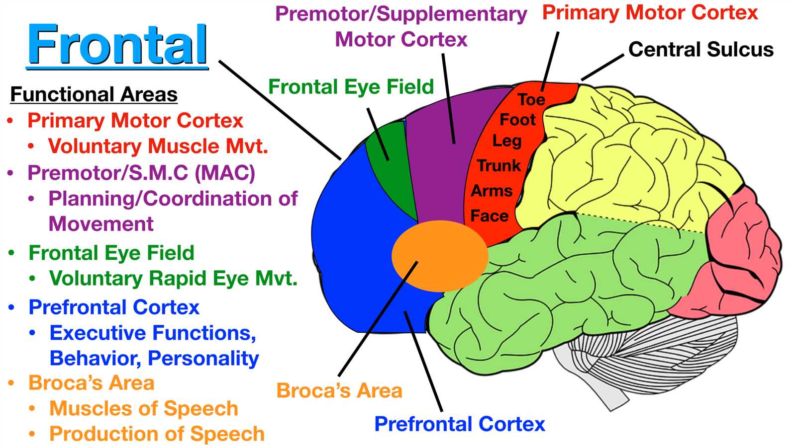 parts of the brain and their functions diagram