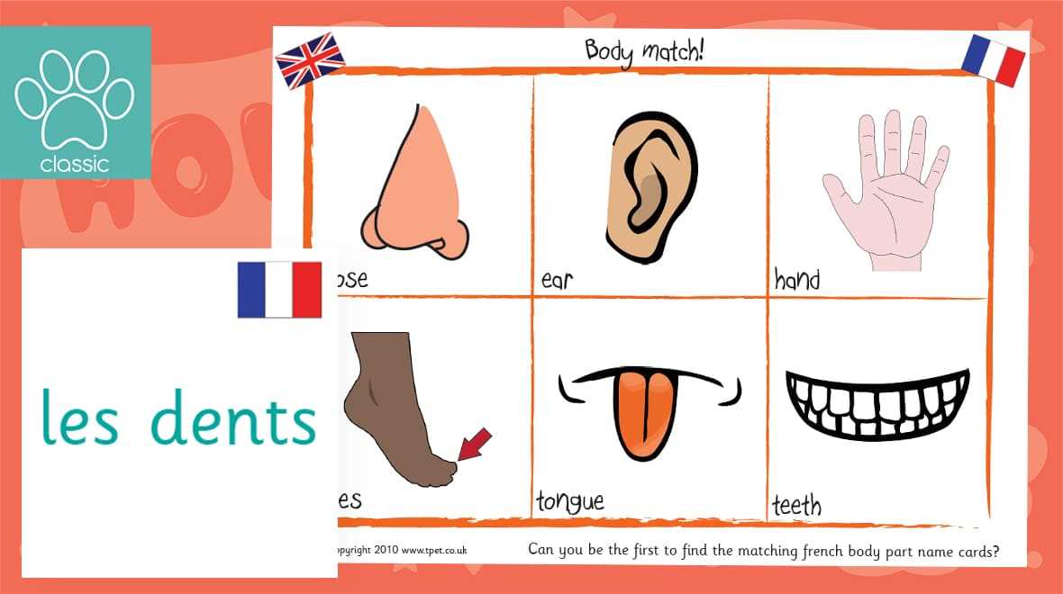 french body parts diagram