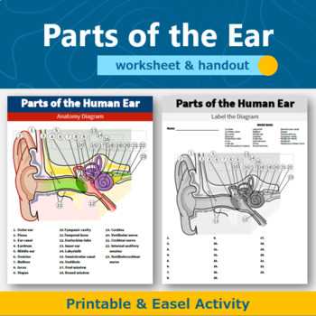 parts of the ear diagram to label