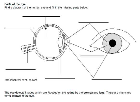 parts of the eye blank diagram