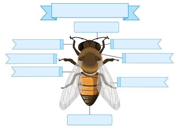 wasp body parts diagram