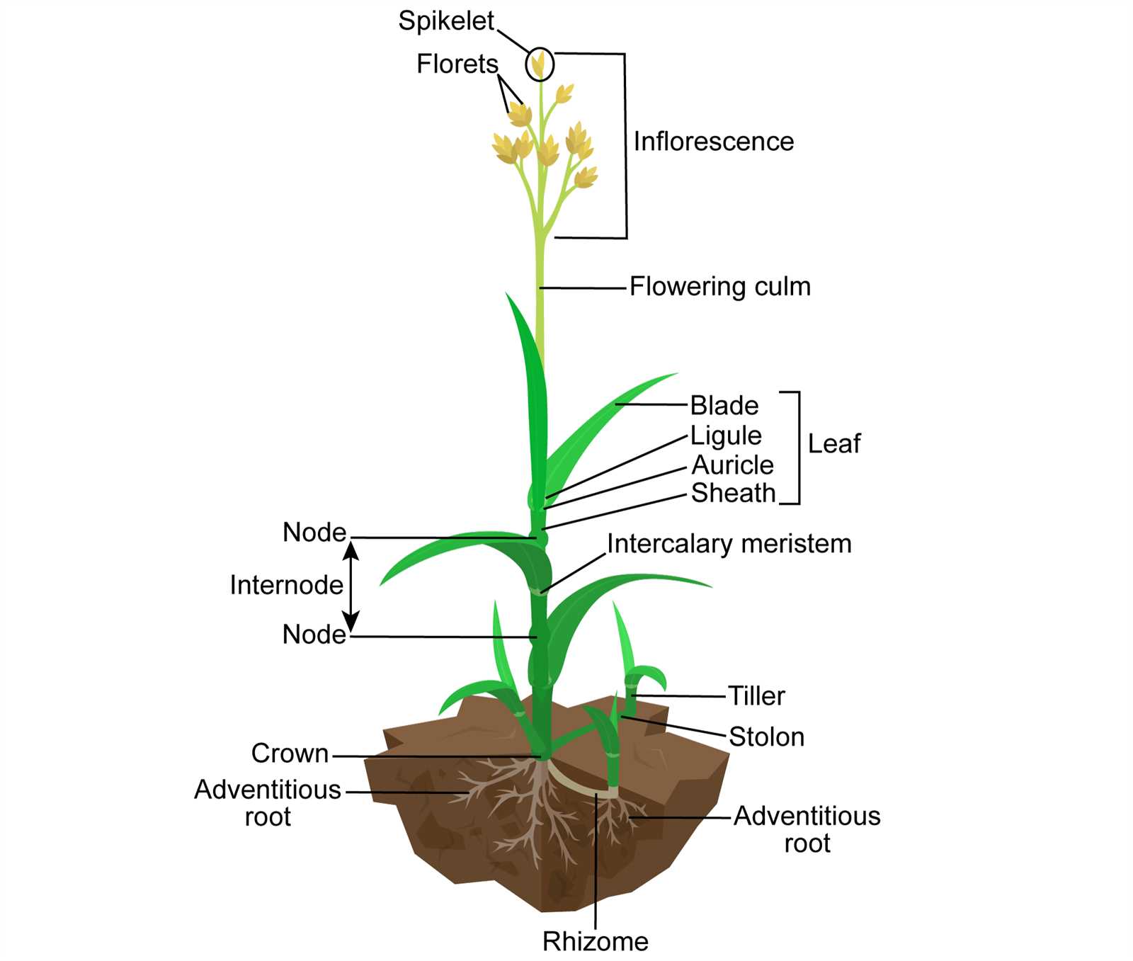 wheat plant parts diagram