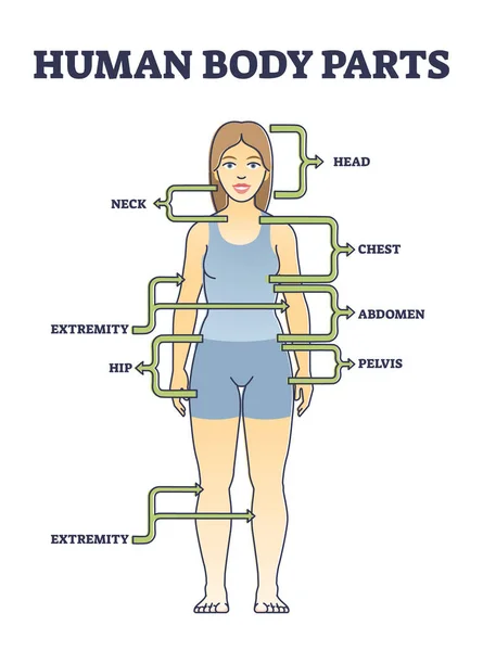 female body parts diagram