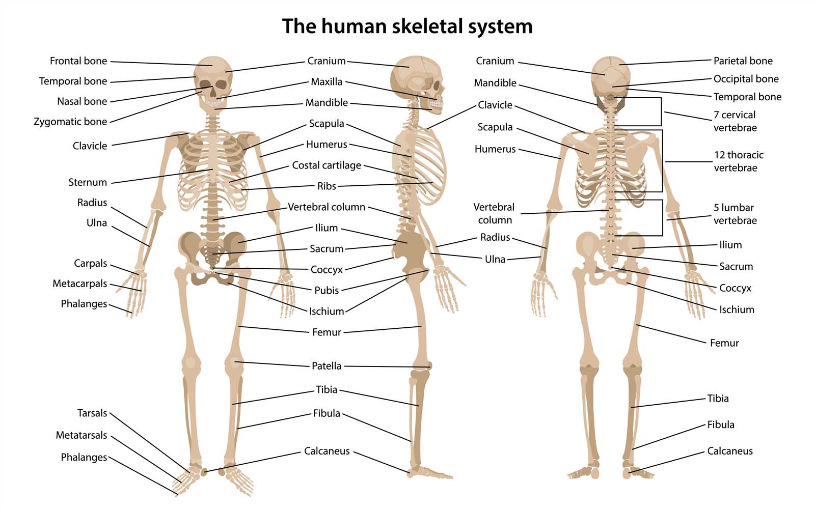 parts of human body diagram