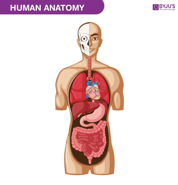 body parts diagram back