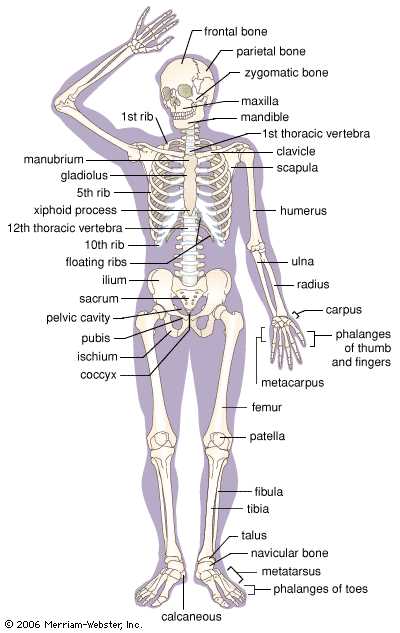 skeletal system parts diagram