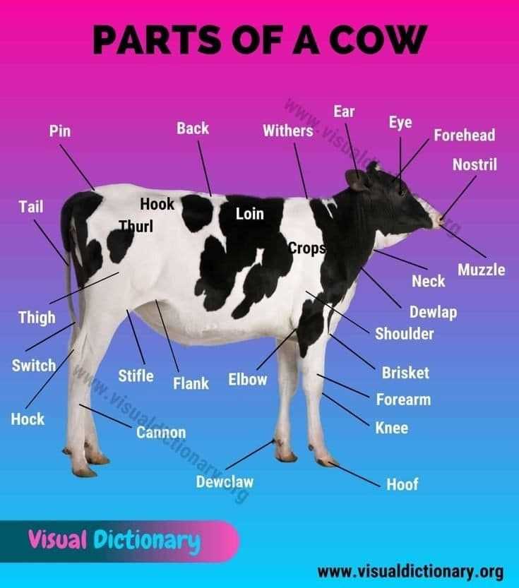 cow parts diagram