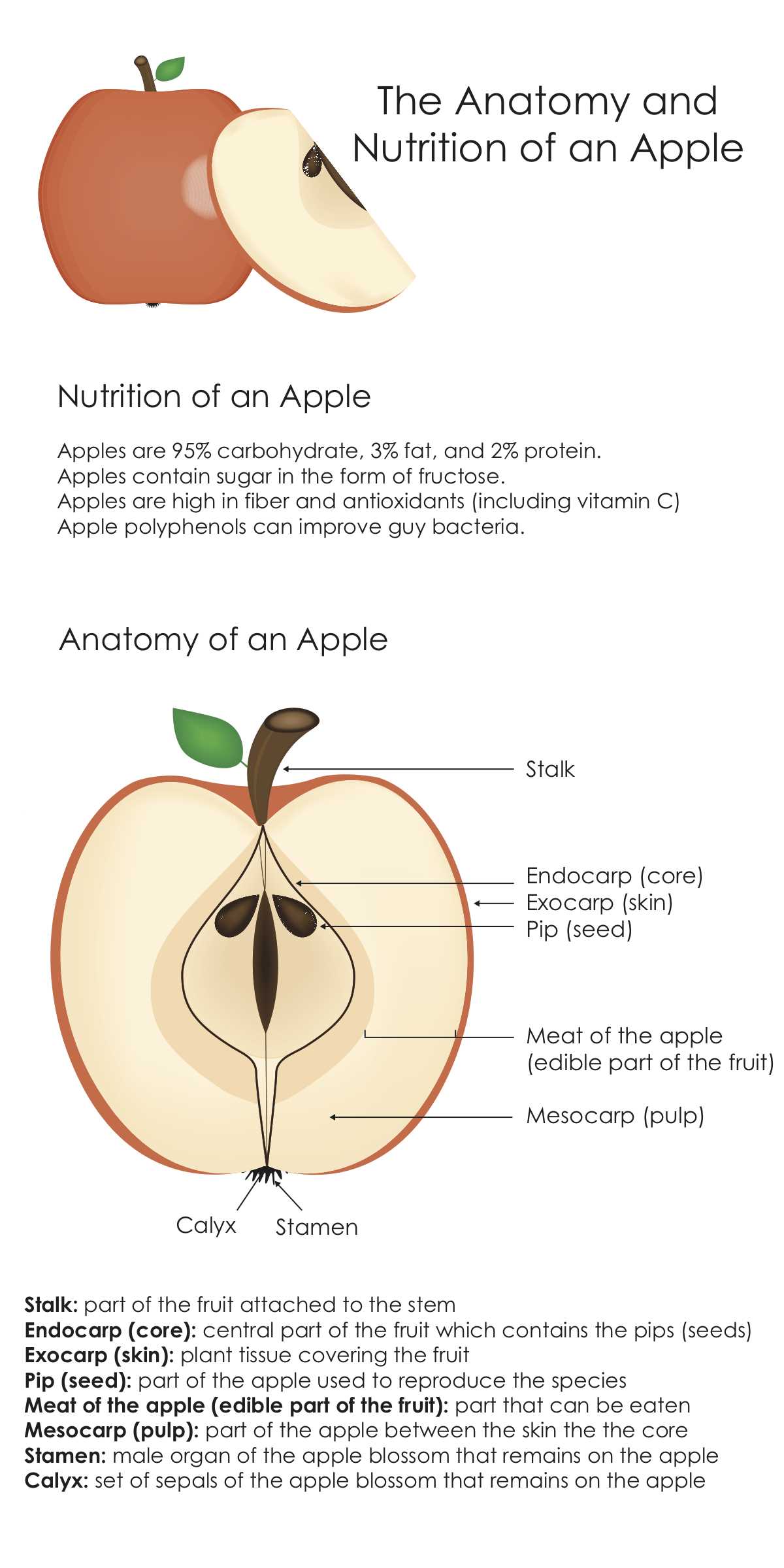 parts of an apple diagram