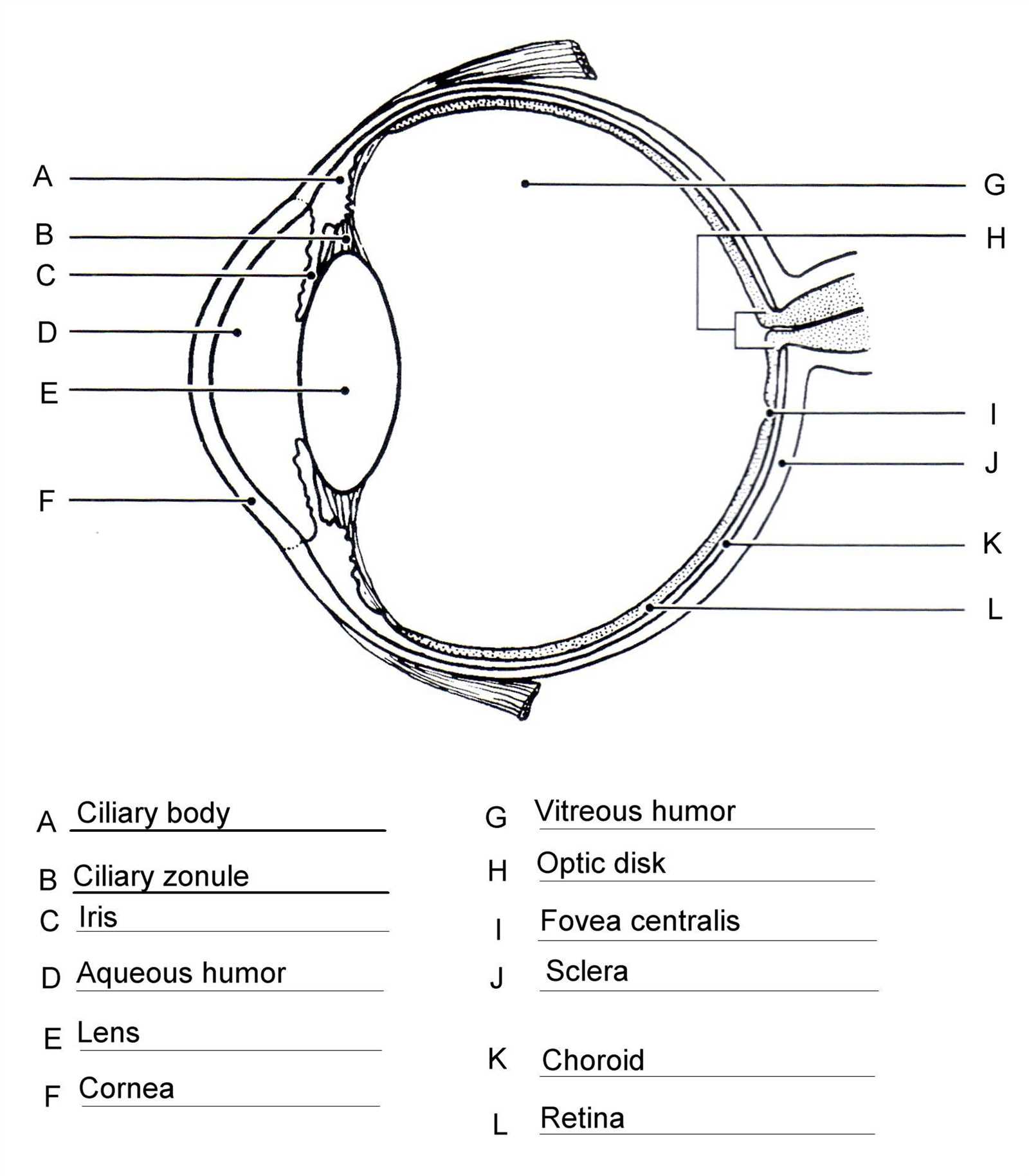 parts of the eye blank diagram