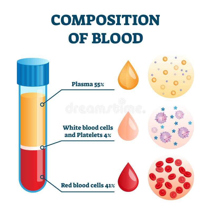 parts of blood diagram