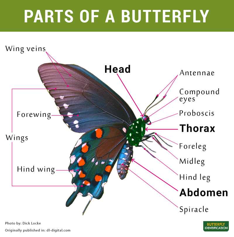 parts of leg diagram