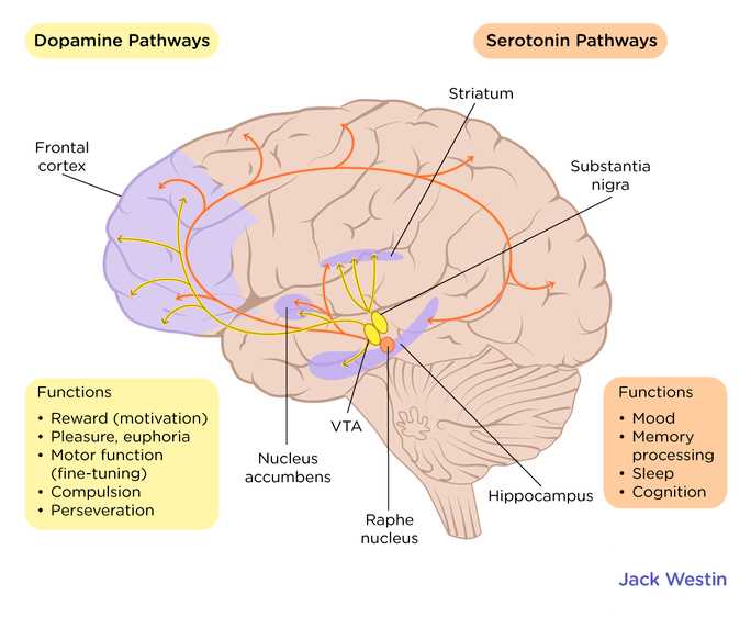 parts of brain and functions diagram mcat