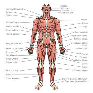 upper body parts diagram