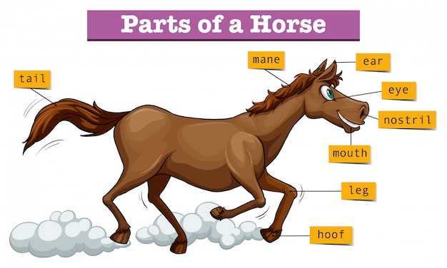 body parts of a horse diagram