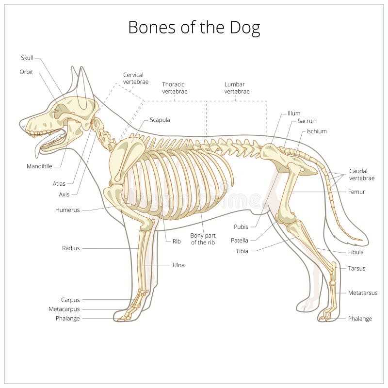 parts of a dog diagram