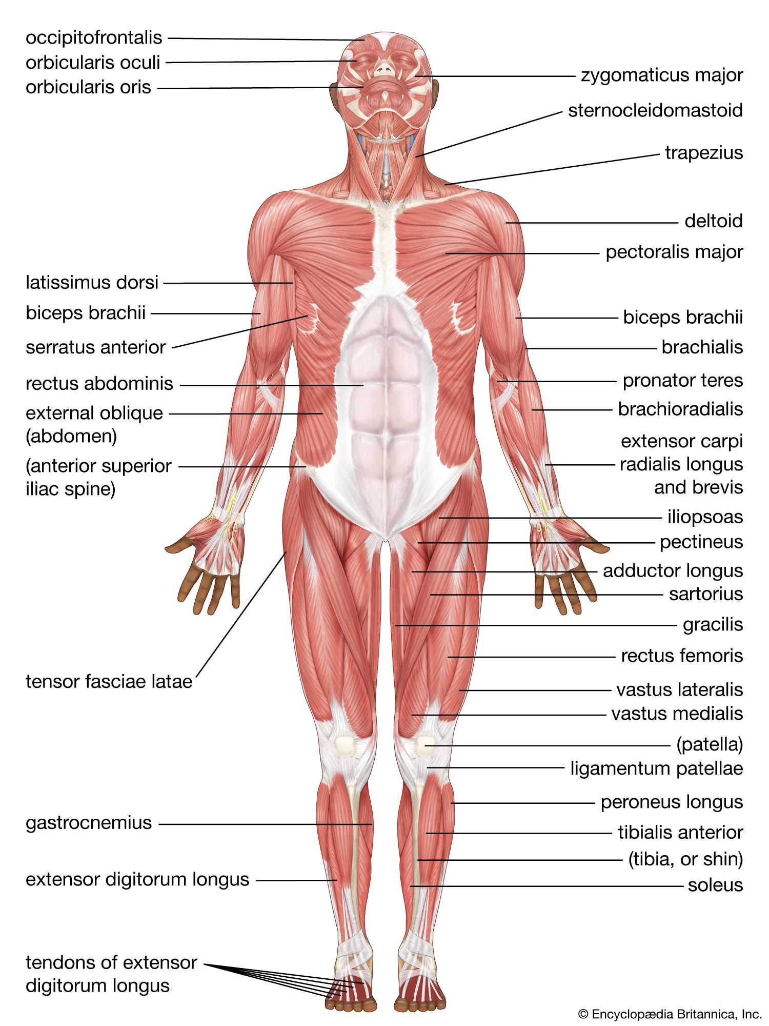 back body parts diagram