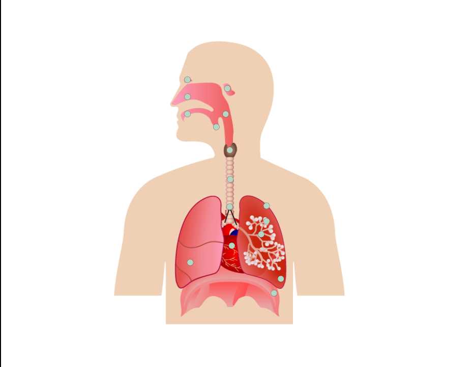 parts of respiratory system diagram