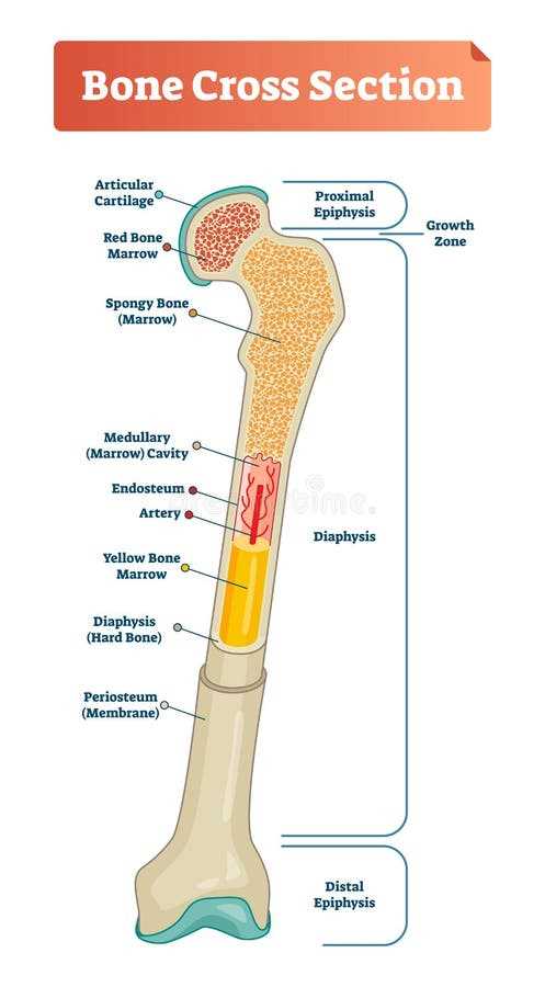 parts of the bone diagram