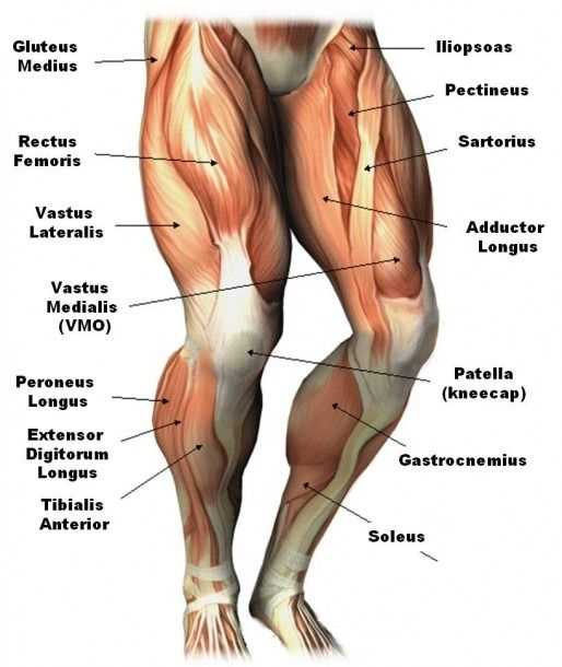 leg parts diagram