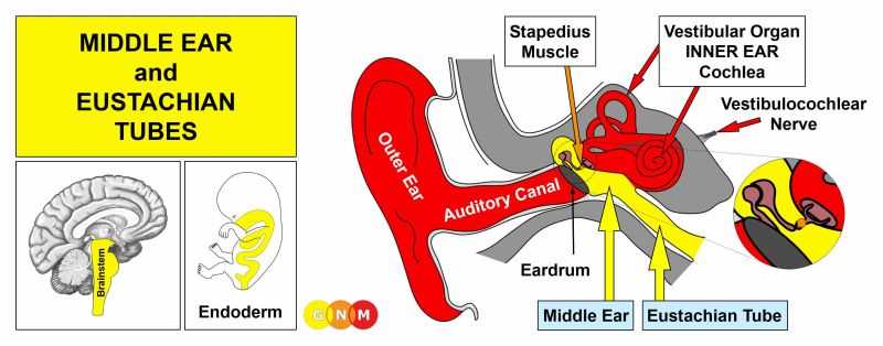 dog ear parts diagram