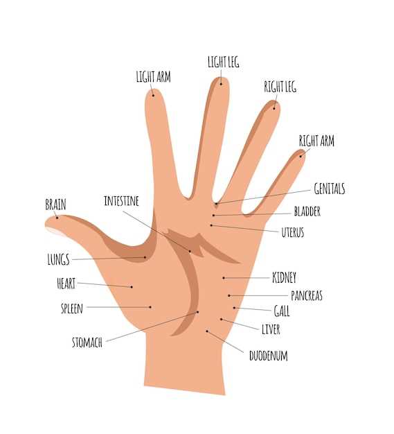 hand parts diagram