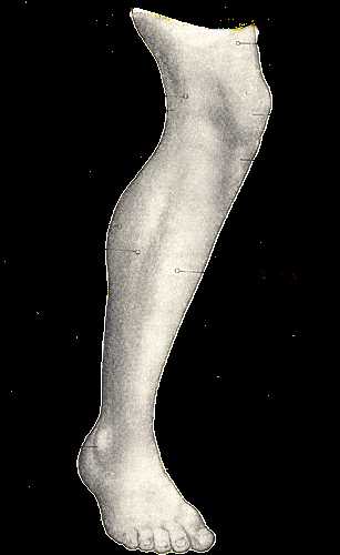 parts of leg diagram