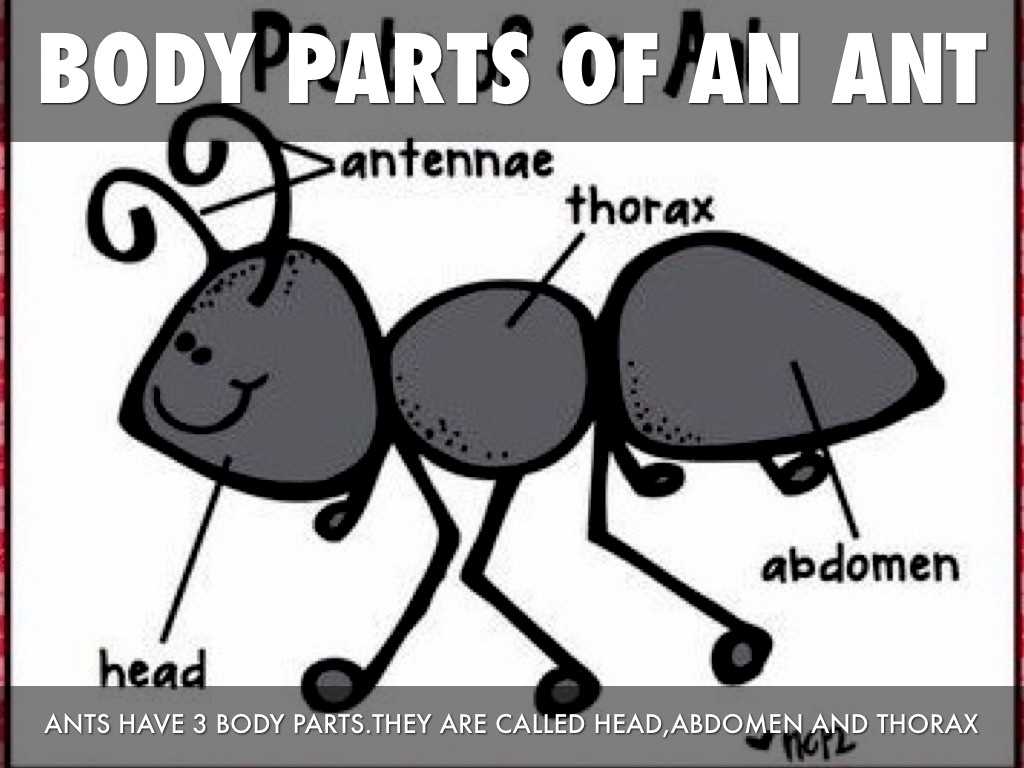 ant body parts diagram