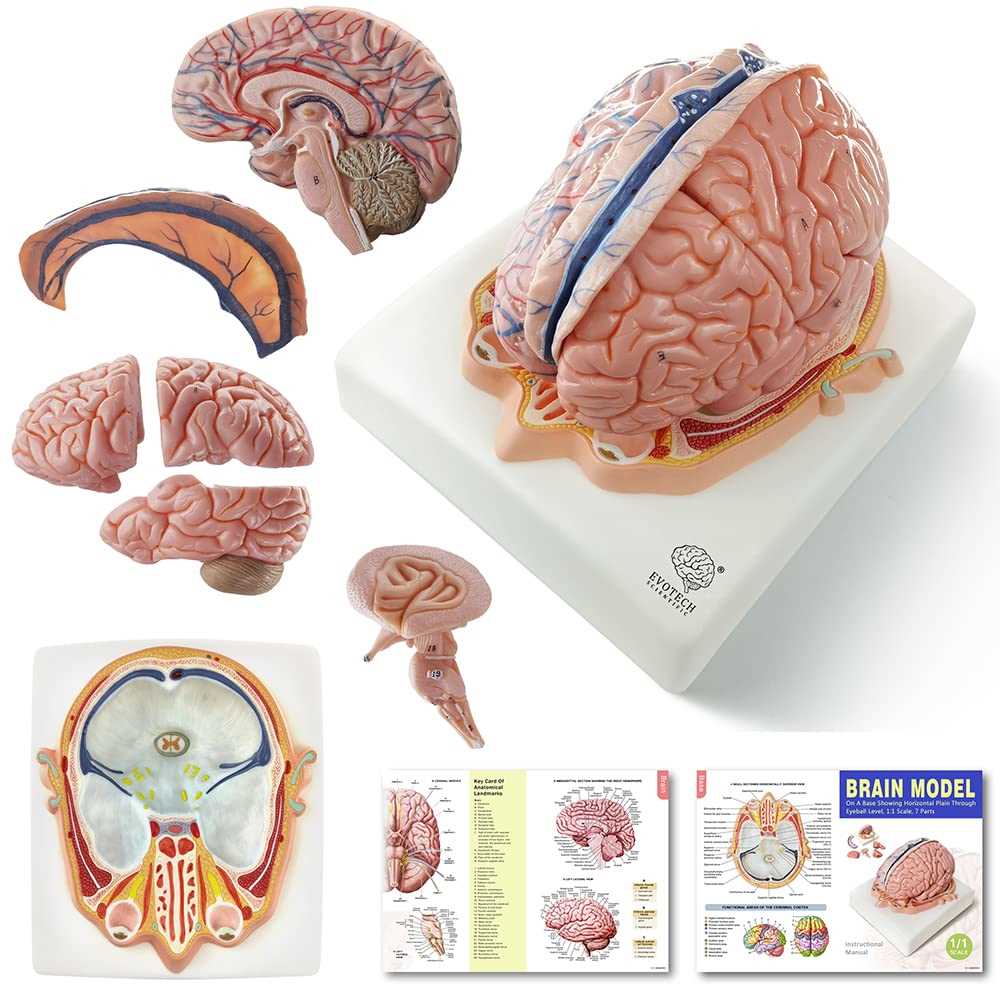 brain diagram with all parts